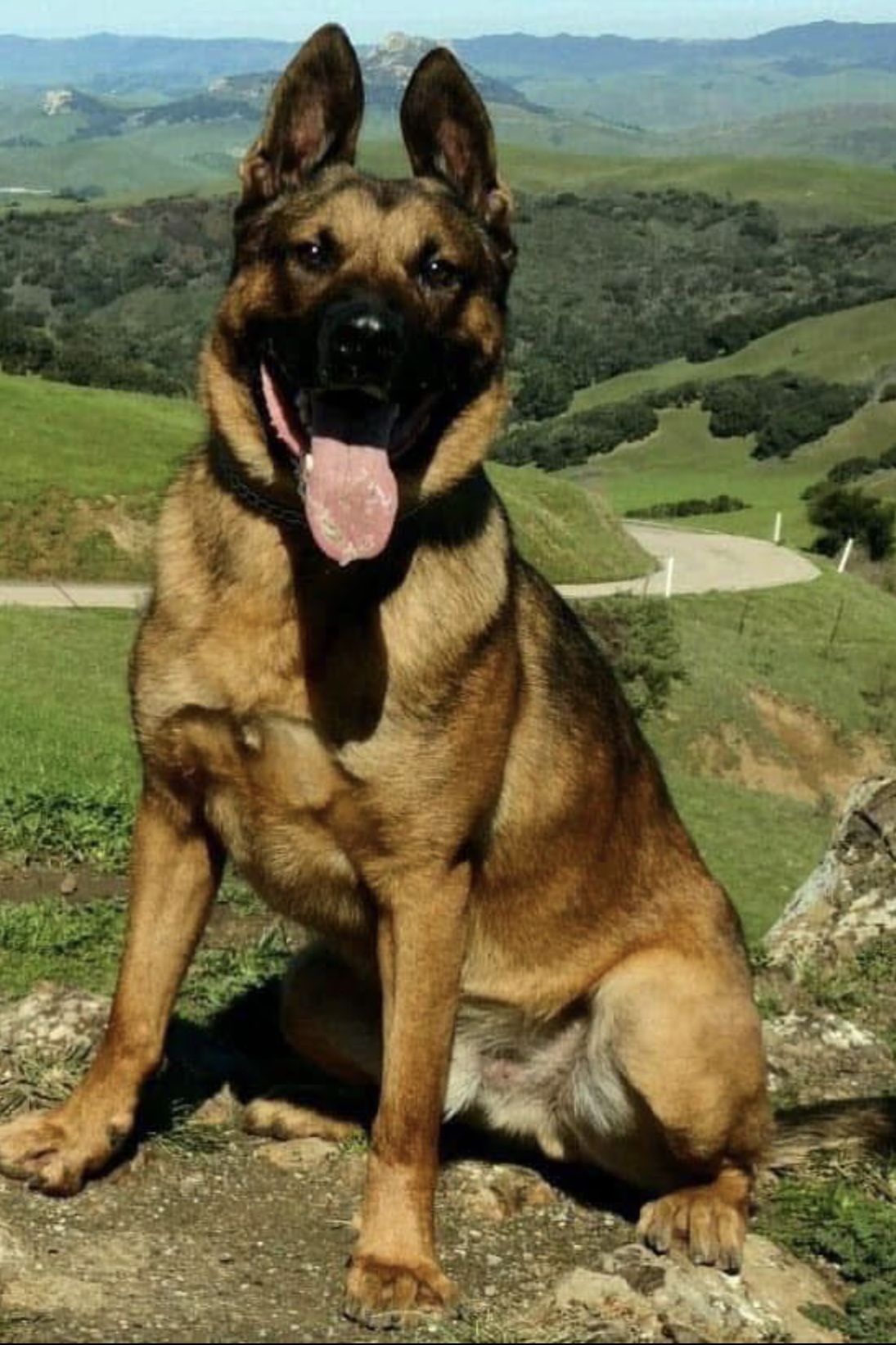 k9 pito in nature