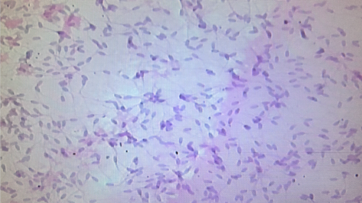 Canine Semen Analysis Microscope