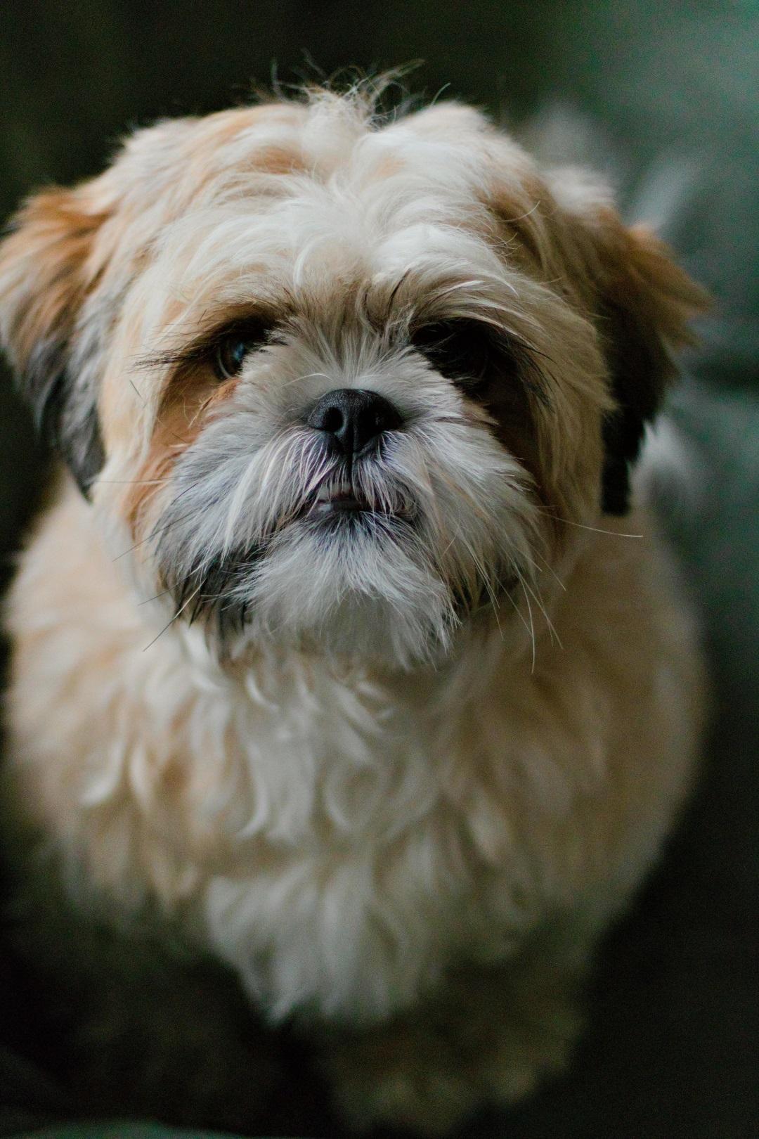 Shih Tzu