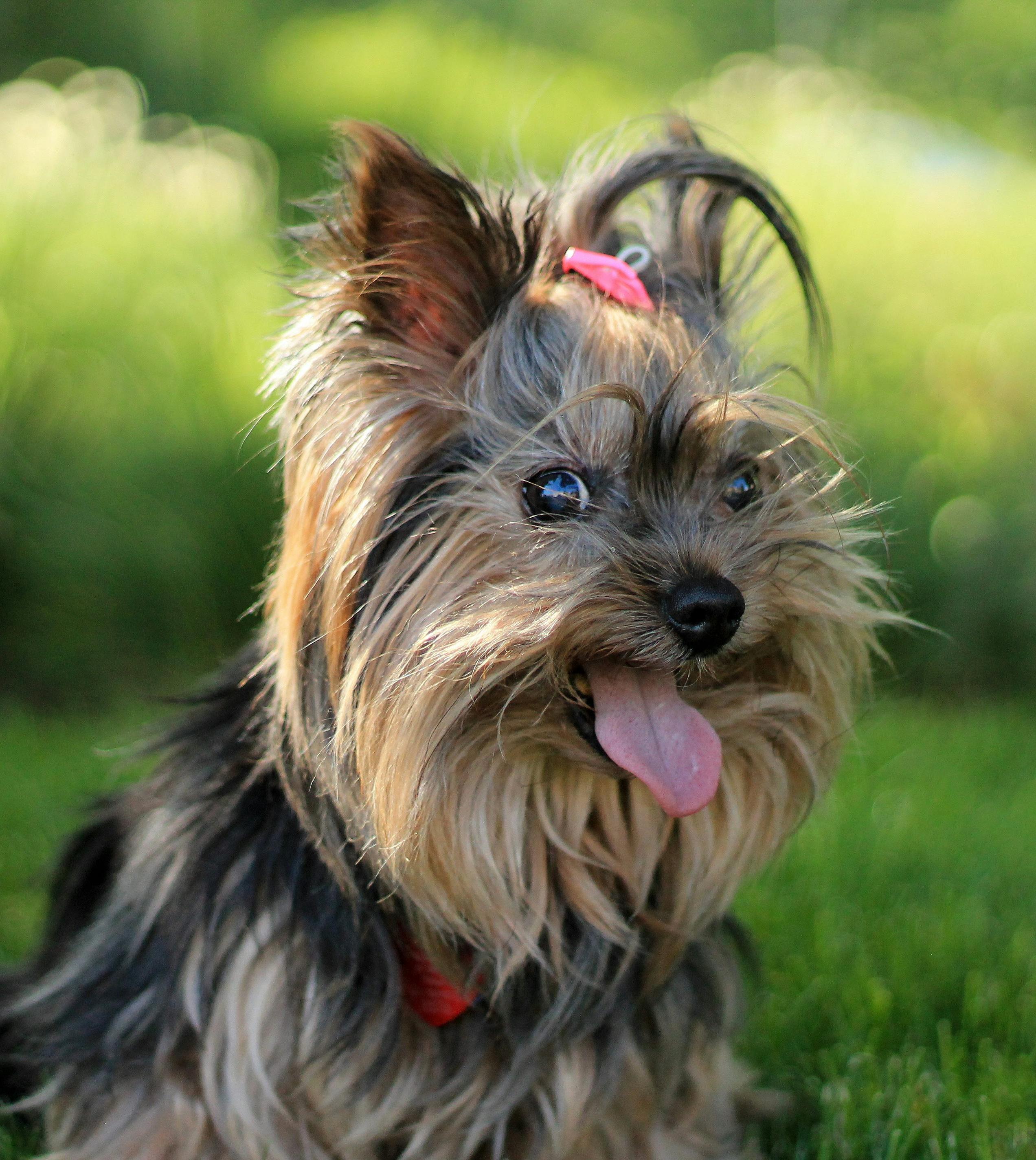 Yorkie puppy