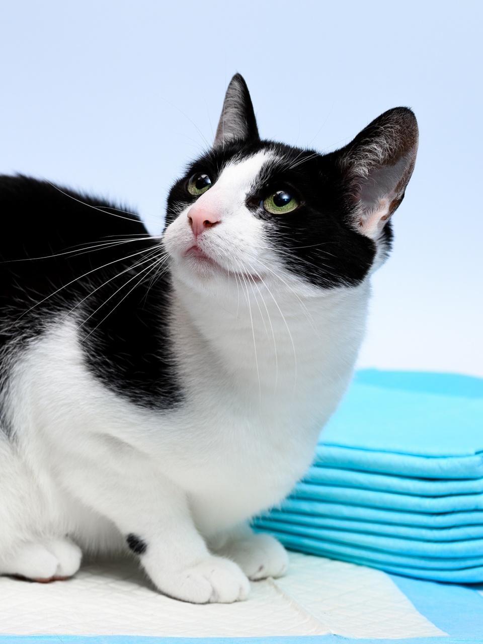 A black-and-white cat looks upward beside a neat stack of blue pee pads.