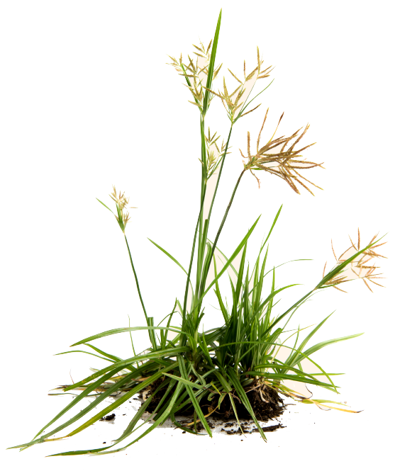 Nut Grass