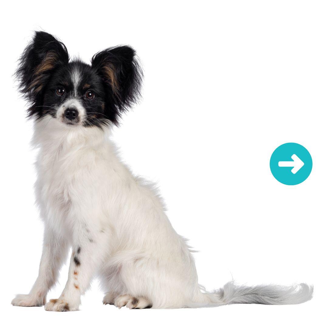 Papillon dog breed