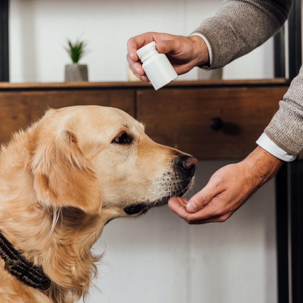 Cropped view of man giving vitamins to golden retriever at home