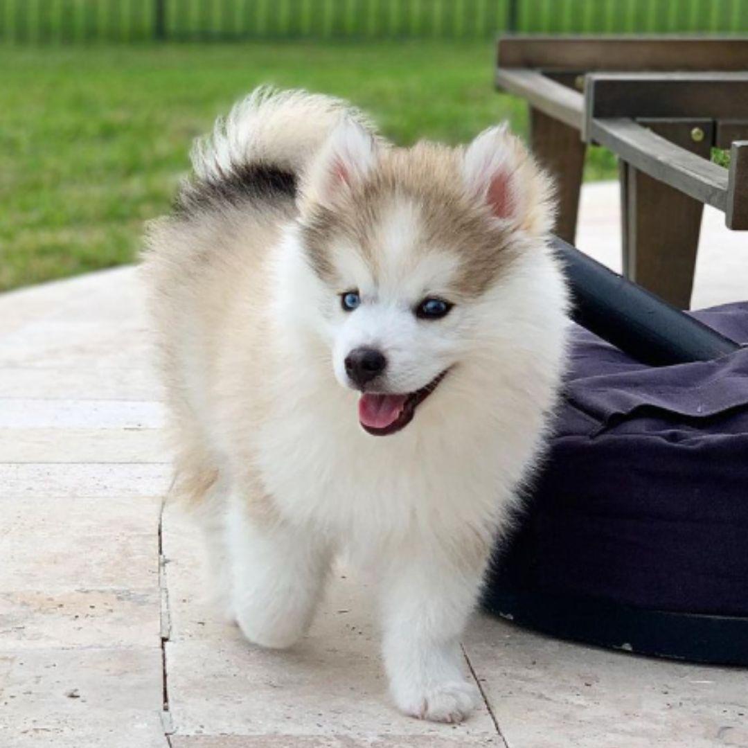 Cute little pomsky dog walking