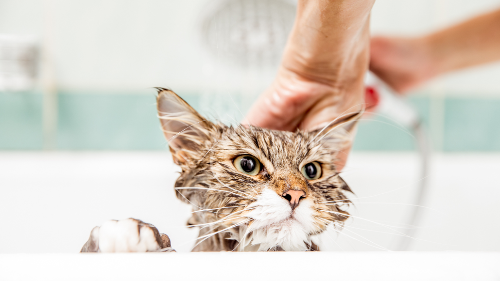 kupanje mačke