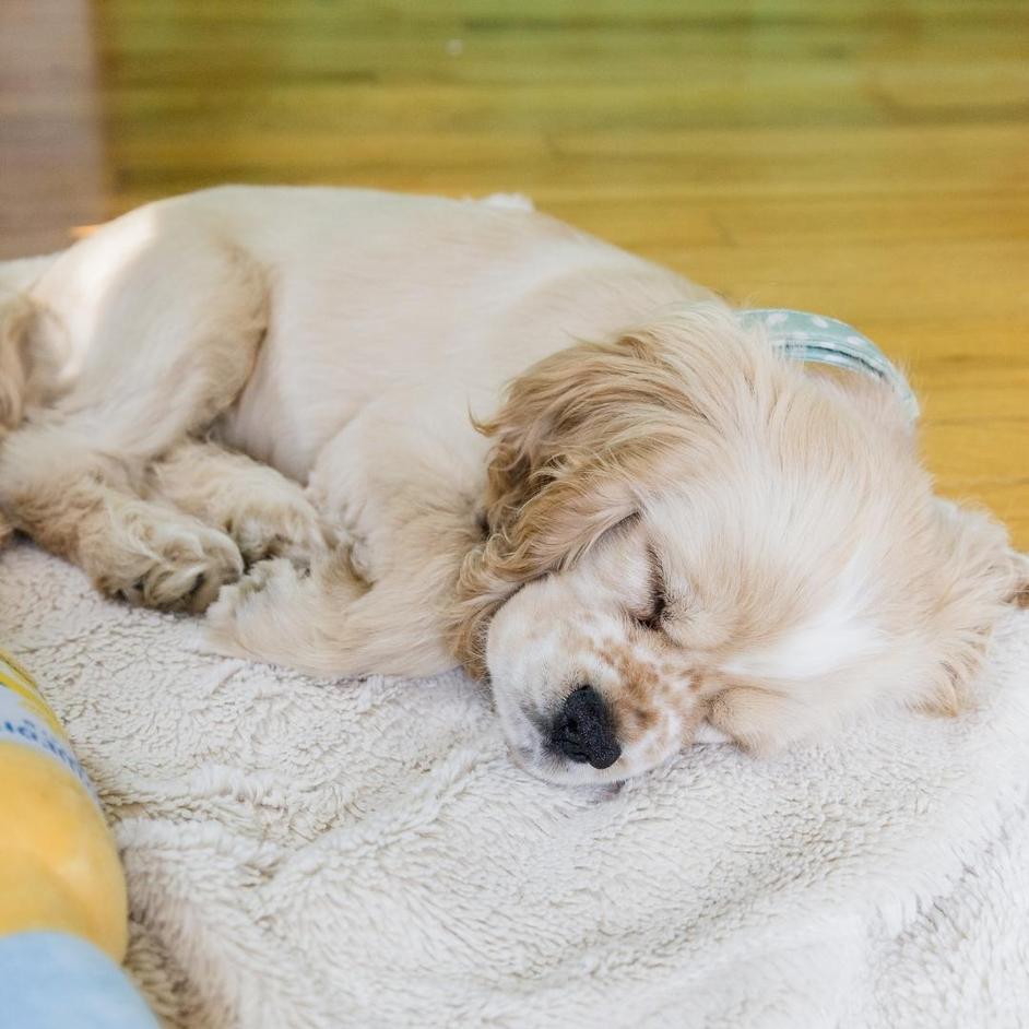 So Your Puppy Whines in the Crate Here’s How to Fix It Potty Buddy™