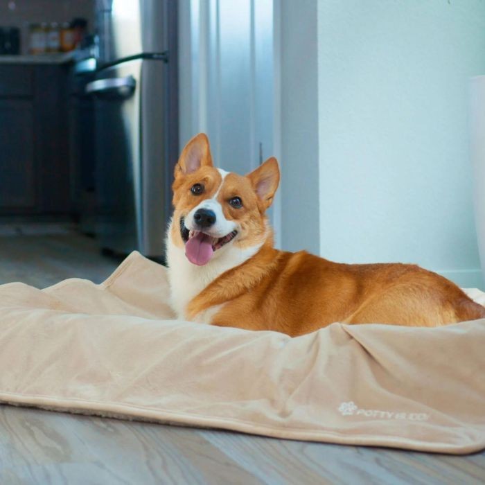 Corgi lying on a dog blanket