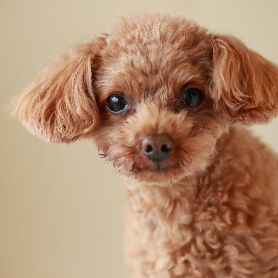 Close up of Toy Poodle