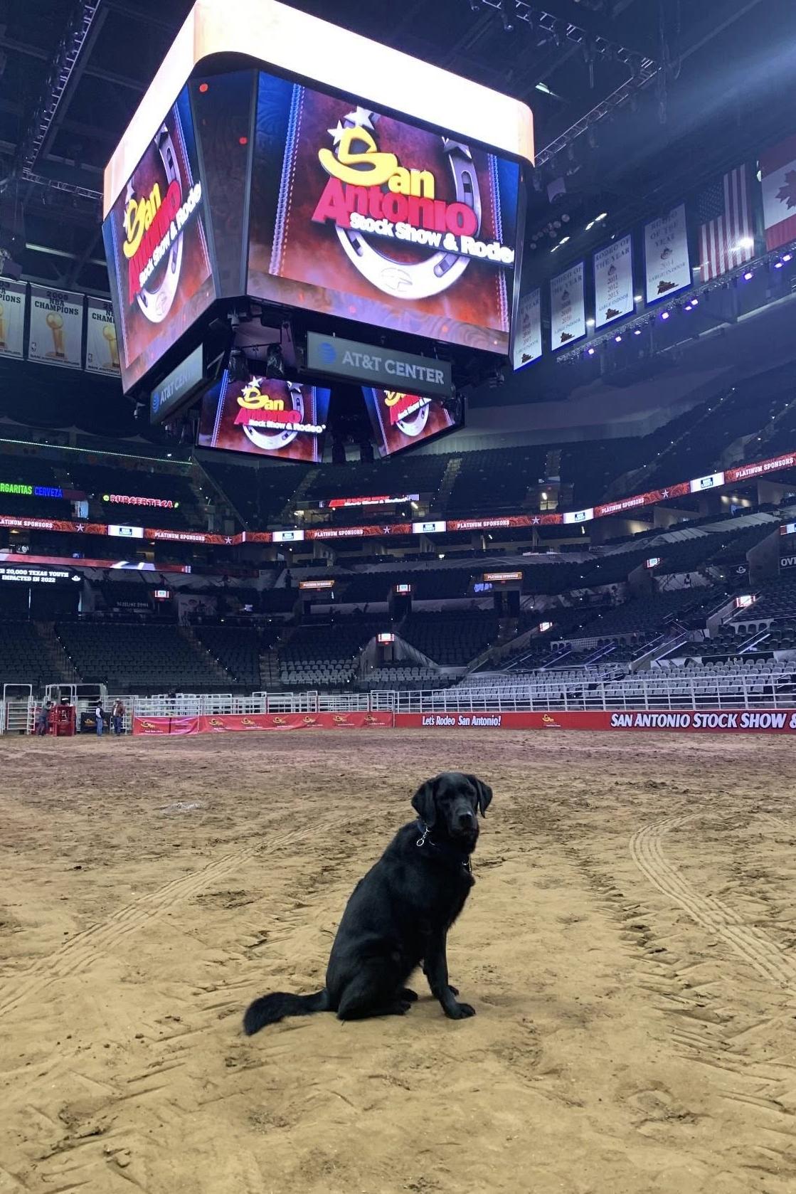 k9 claudette at a stadium