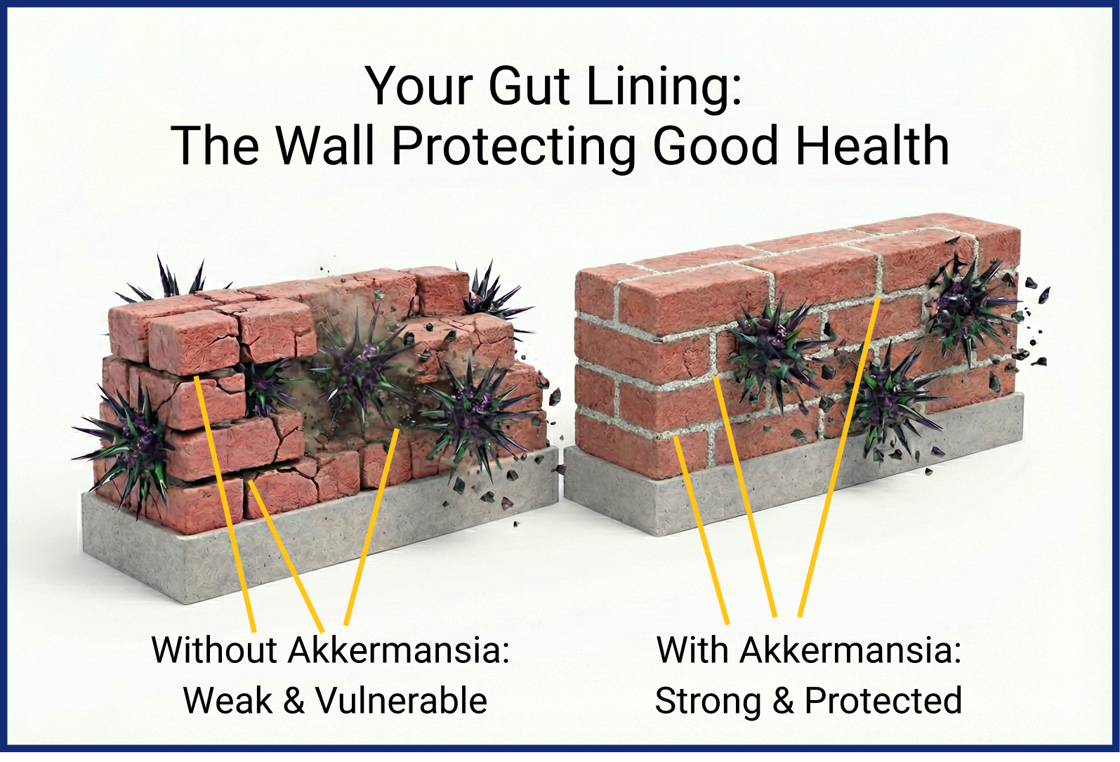 Your Gut Lining: The Wall Protecting Good Health