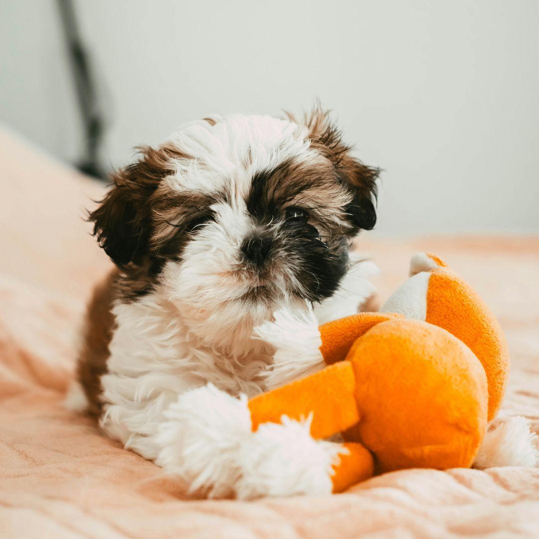 Adorable Shih Tzu Puppy Playing with Toy