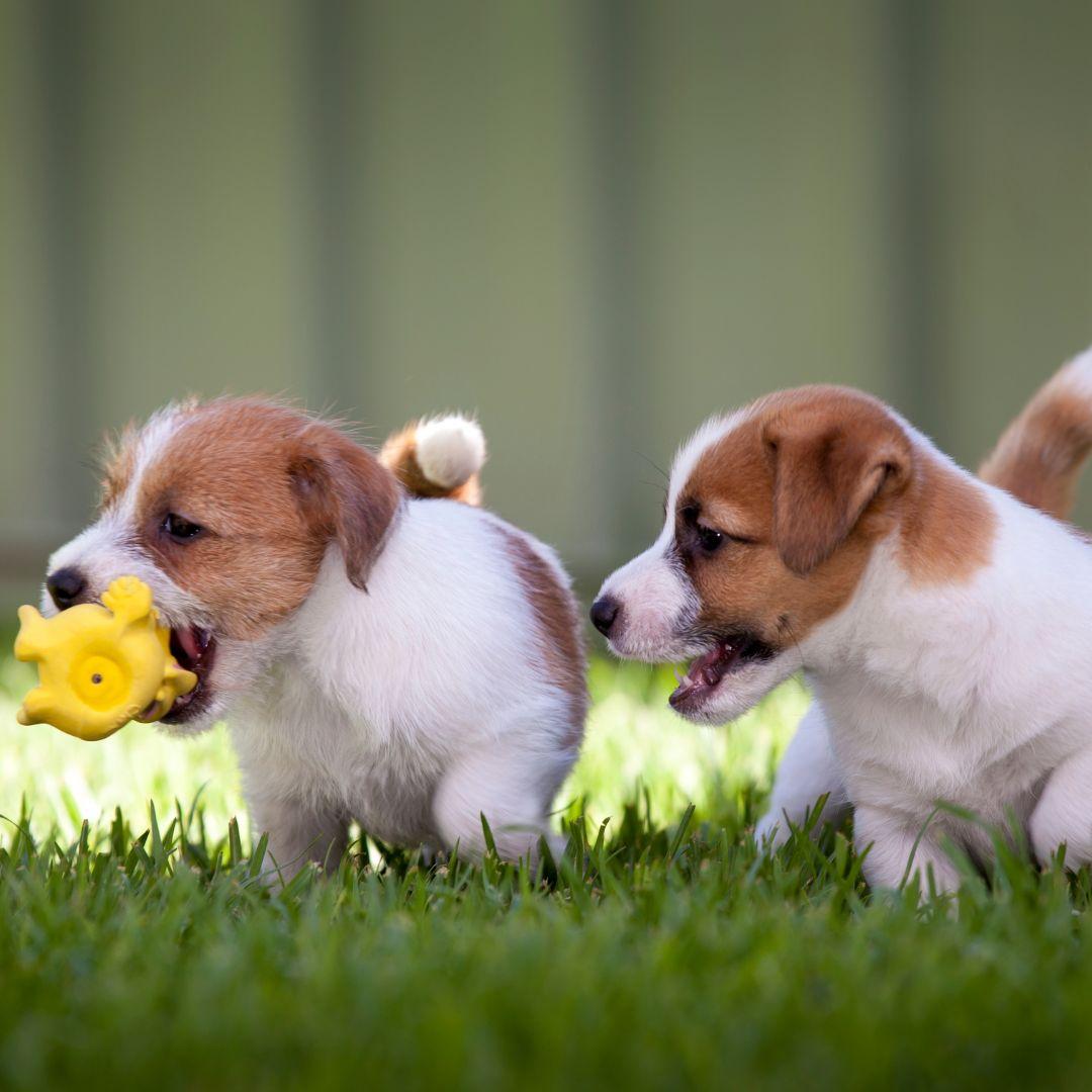 Puppies playing with toy