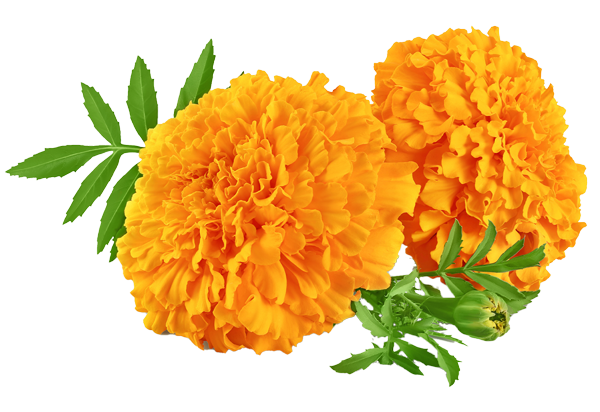 Marigold