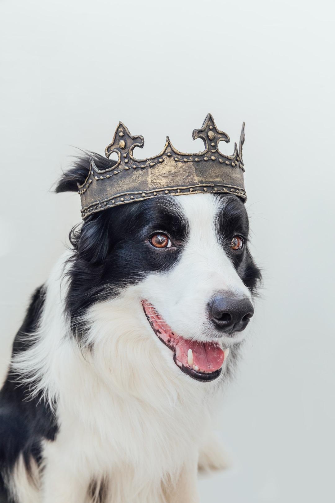 Cute puppy dog with funny face border collie wearing king crown isolated
