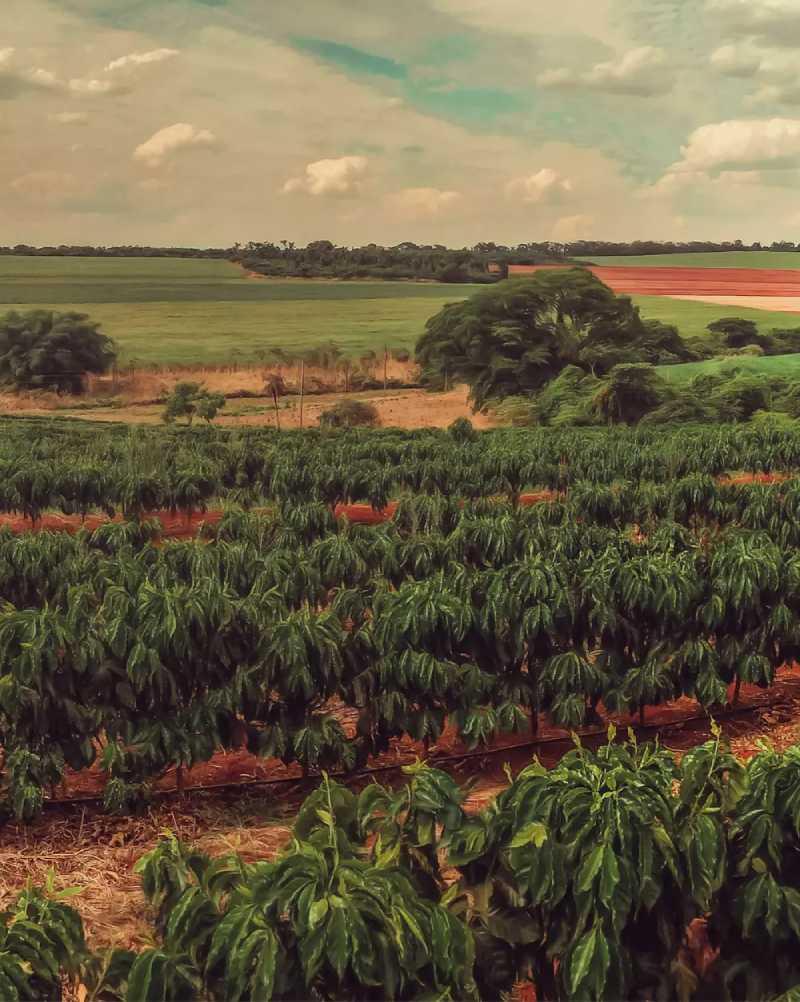 plantation style coffee farming