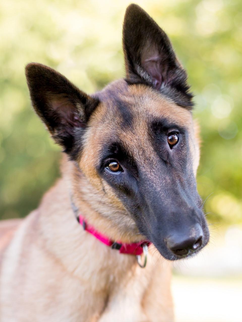 Closed up to the x-ray film of dog with stone in urine bladder.