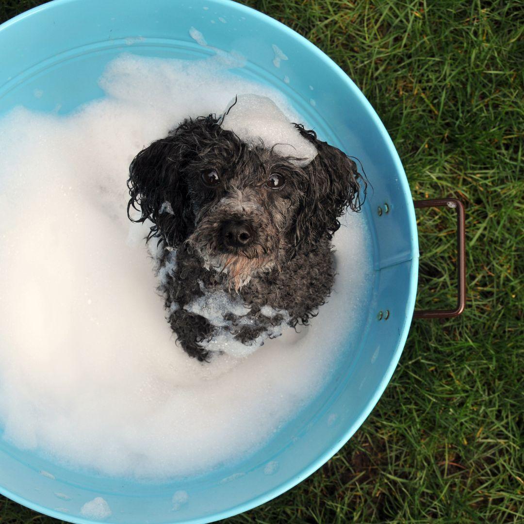 Toy Poodle being bathed