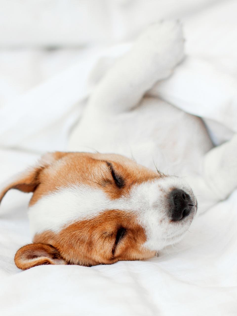 Puppy sleeps on cozy modern bed,