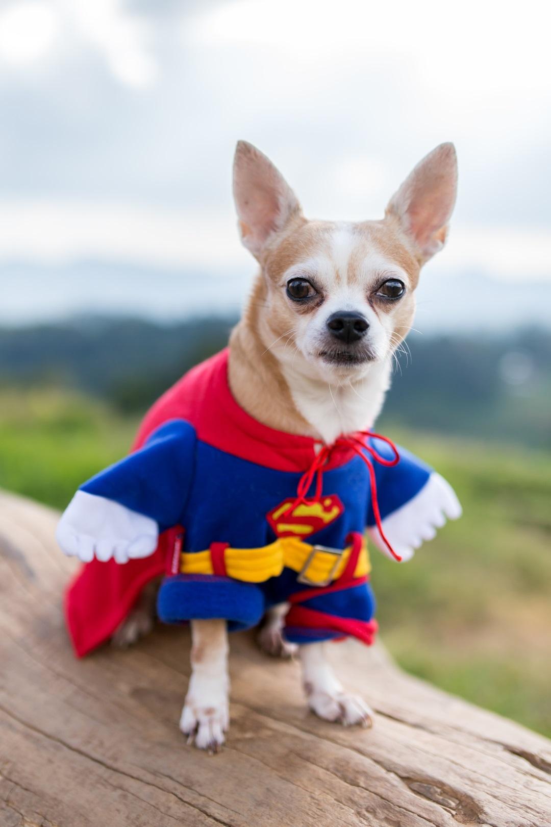Funny chihuahua dog in Superman costume