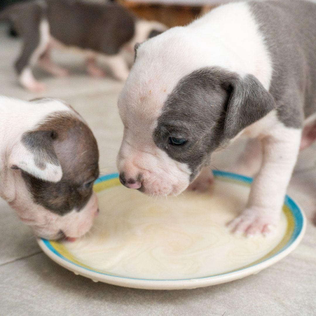 Puppies drinking milk from plate