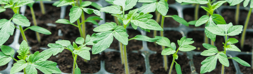 seeds teraganix seedlings EM-1 soil health strong germination