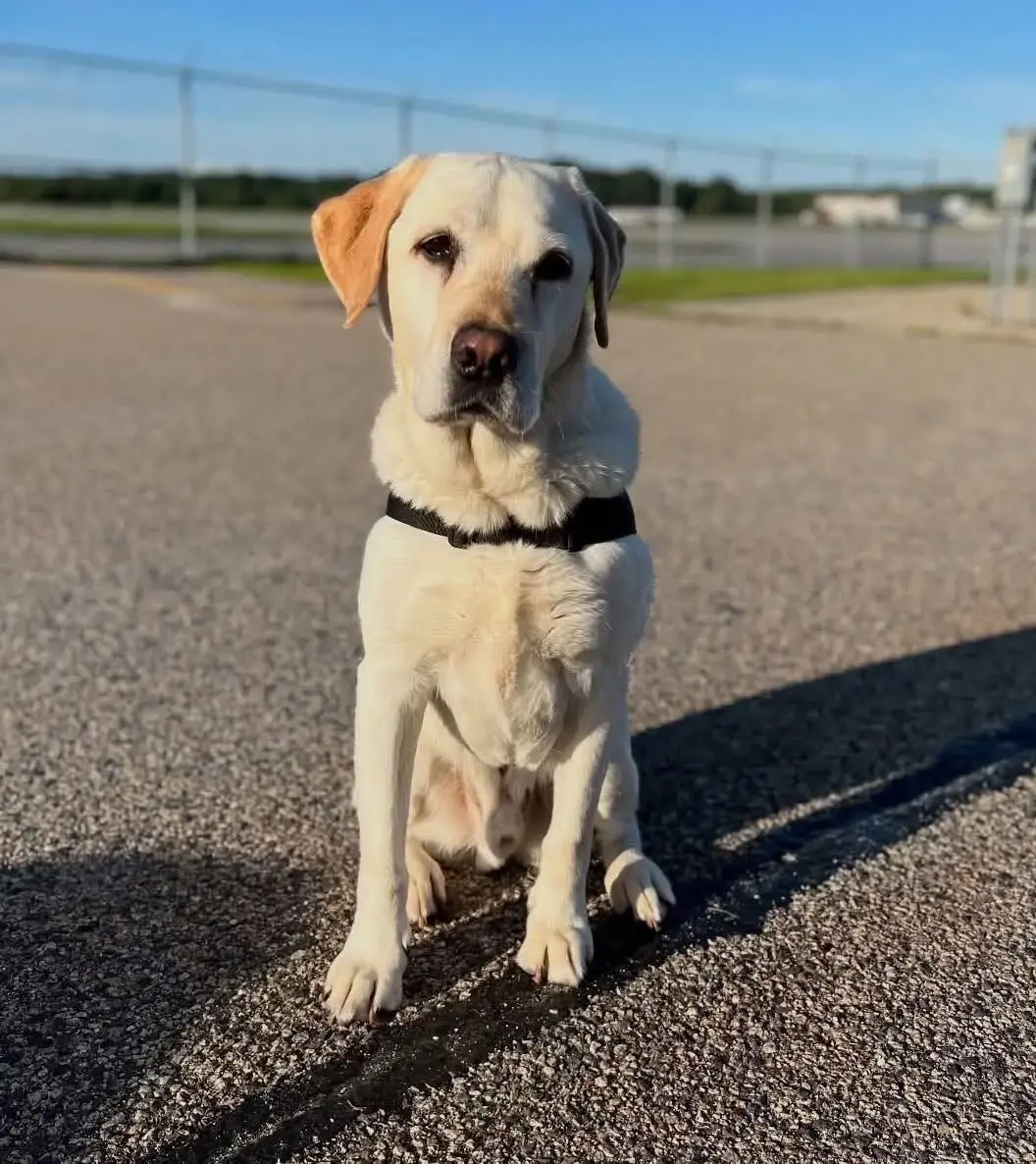 K-9 Harry