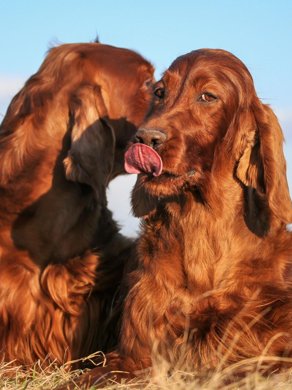 Happy kissing irish setter dogs lying in the grass and licking mouth. Pet love, talking dogs concept.