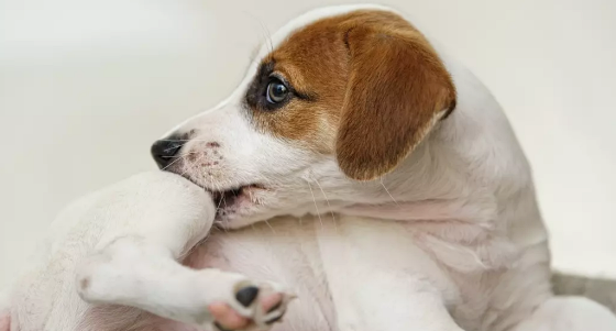 ALERGIES IN DOGS: SYMPTOMS, CAUSES AND TREATMENT