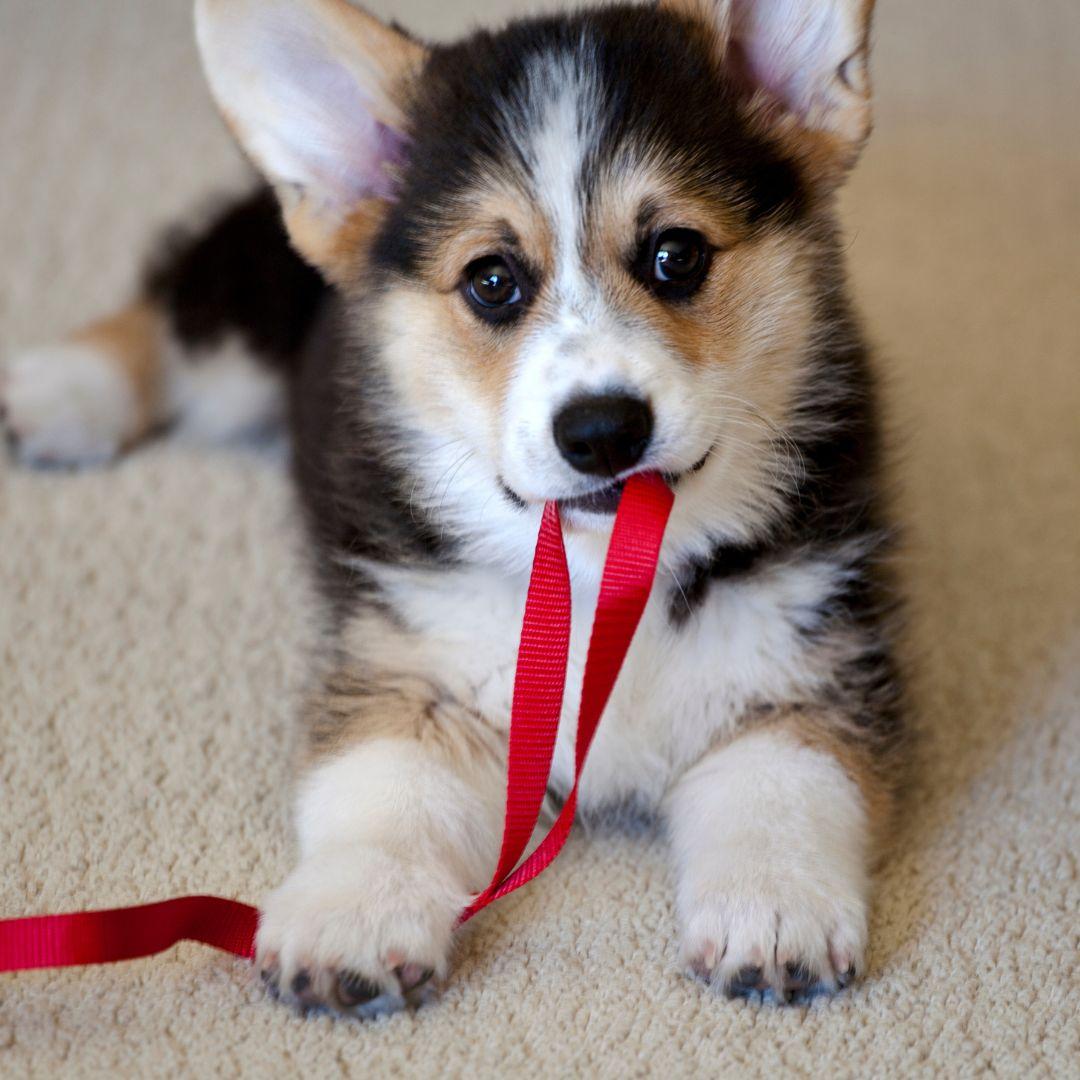 Confused Corgi puppy chewing on a leash