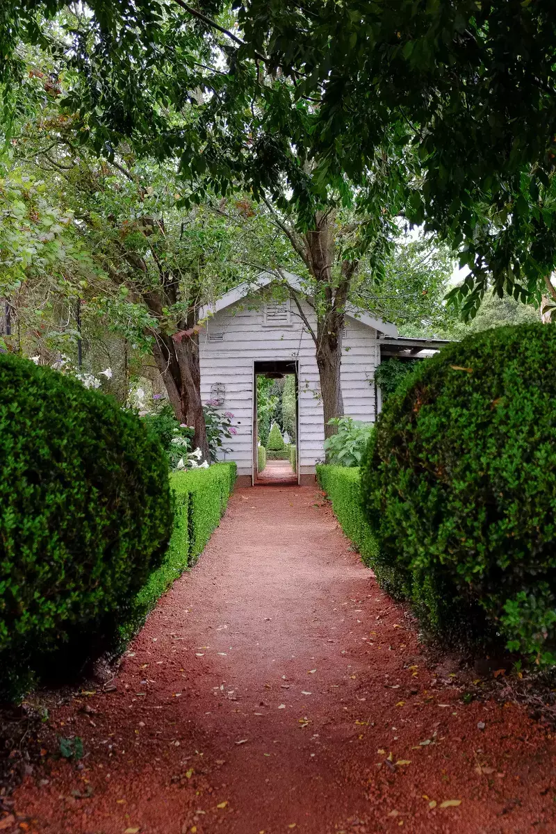 Formal garden pathway lined with manicured box hedges, leading to a rustic white timber garden shed framed by leafy trees and lush greenery.