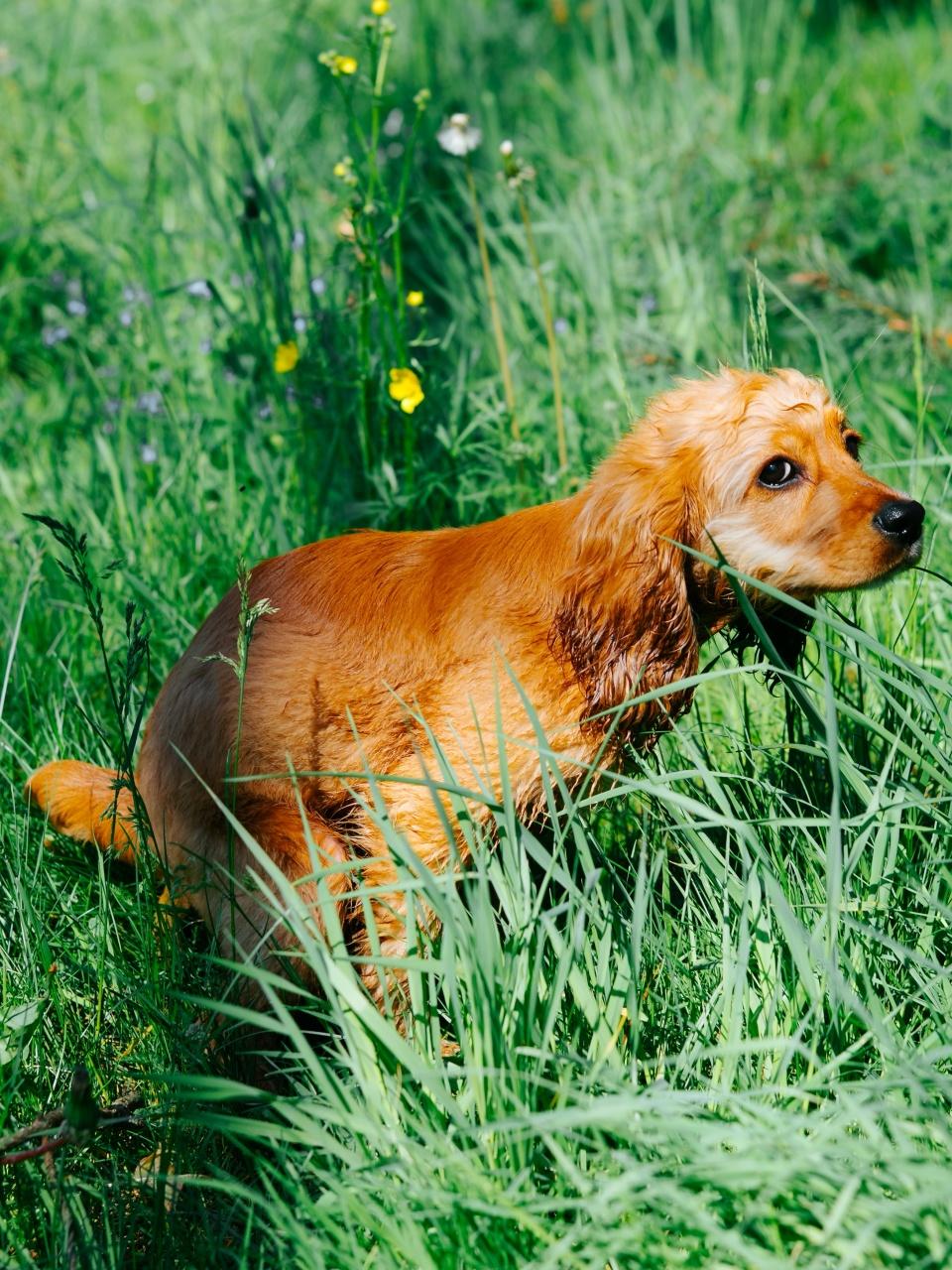 A dog pees while sitting in the green grass.