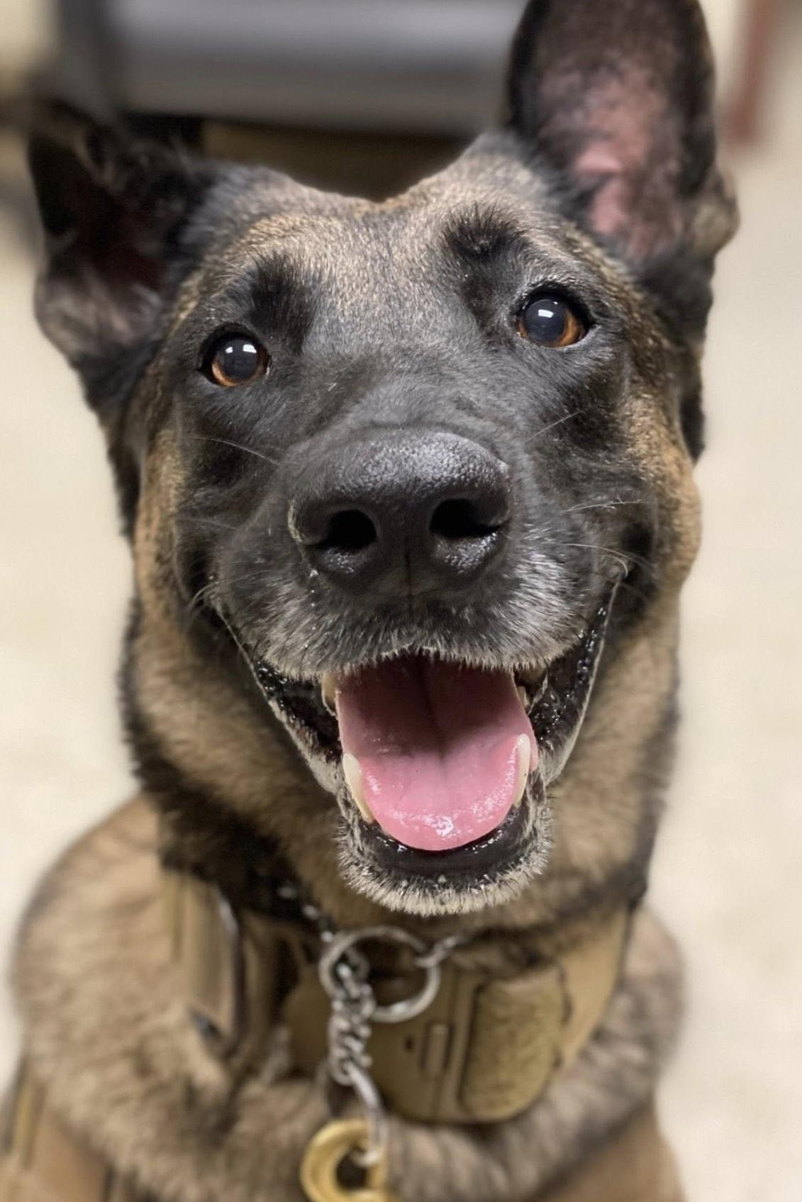 mwd nikita 381