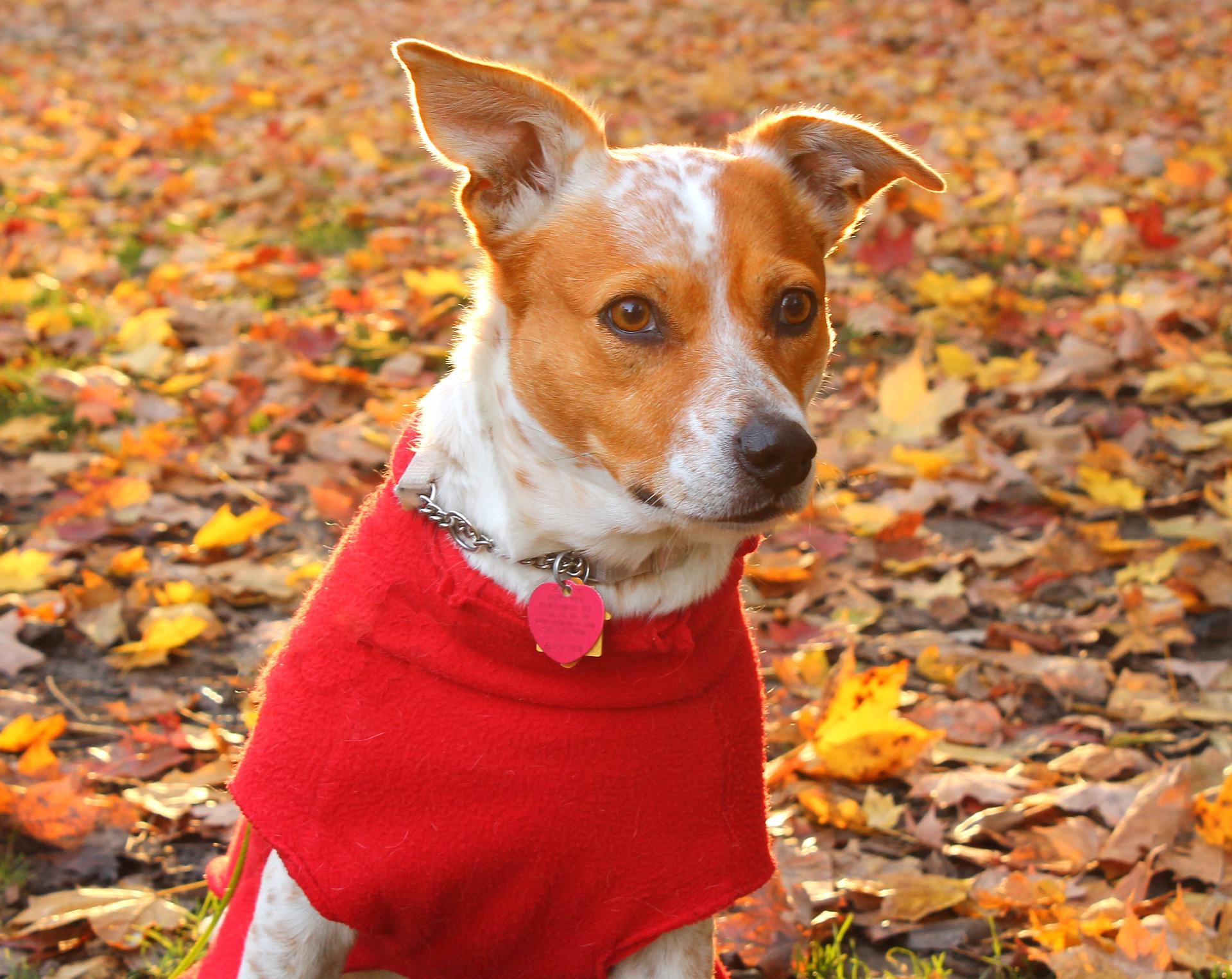 Anxiety In Dogs PetDreamland