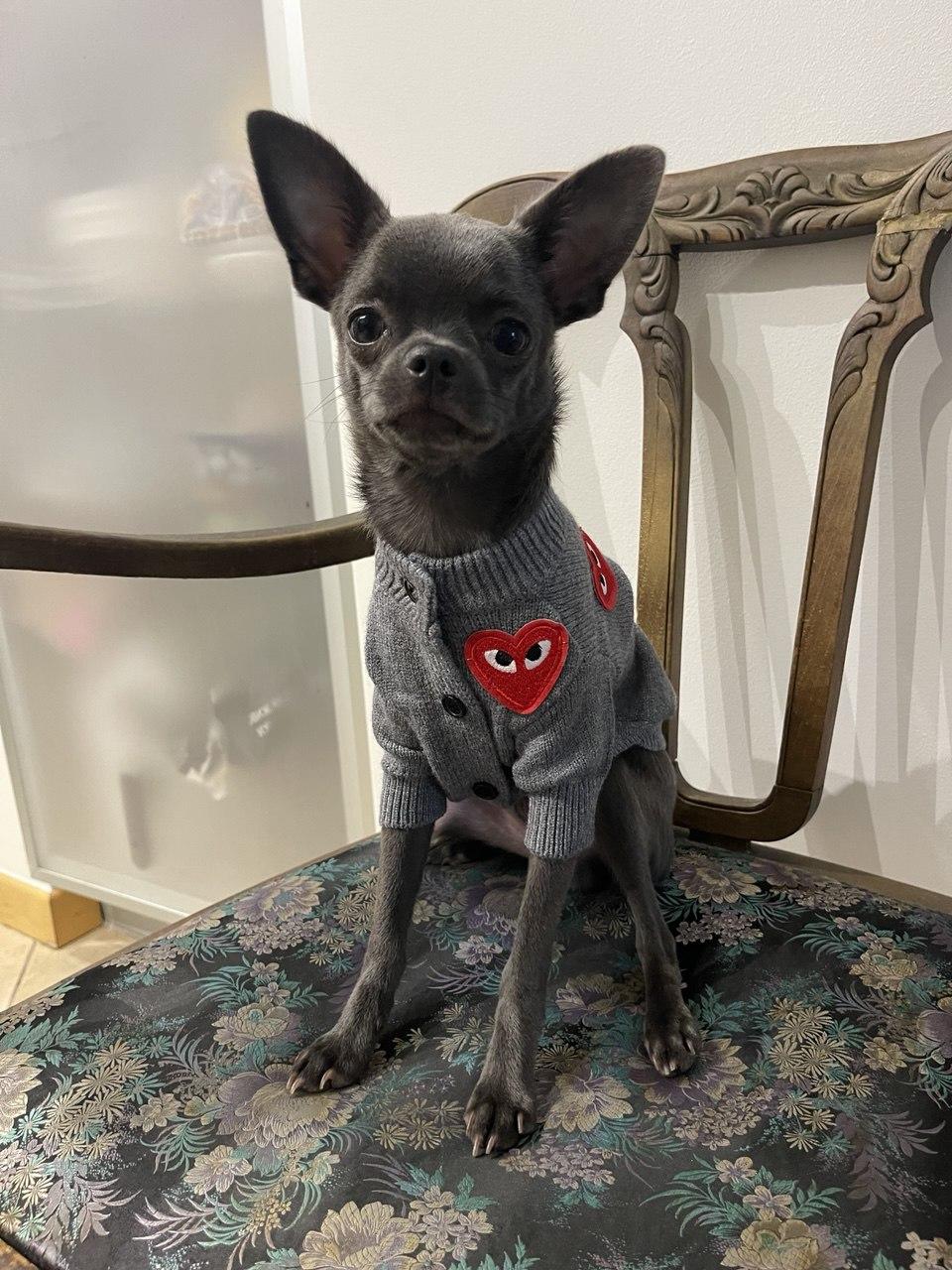 Yorkie looking up at camera