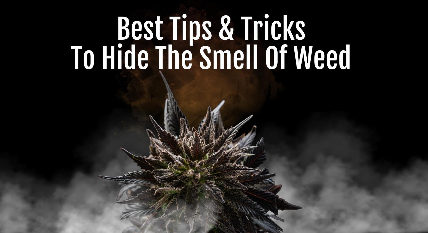Best Tips and Tricks to Hide the Smell of Weed