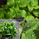 mint for your herb garden