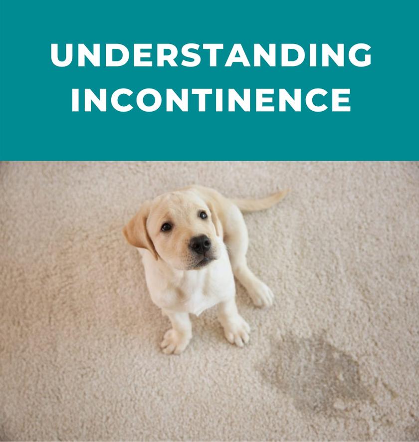 Dog Incontinence 101 Common Causes and Treatment Potty Buddy™