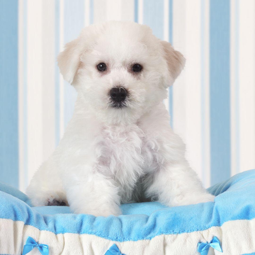 Bichon Frise puppy