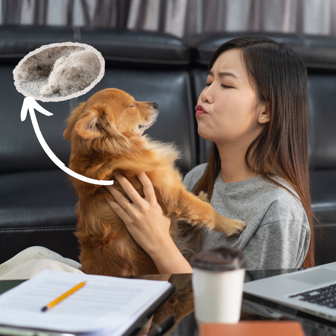 4 Ways to Protect Yourself from Allergies caused by Pet Fur and Dander