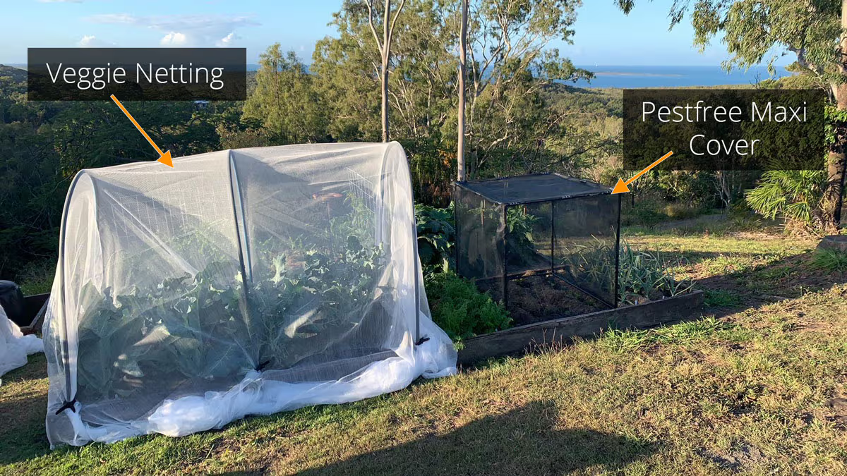 Veggie netting tunnel and PestFree Maxi Cover protecting raised garden beds.