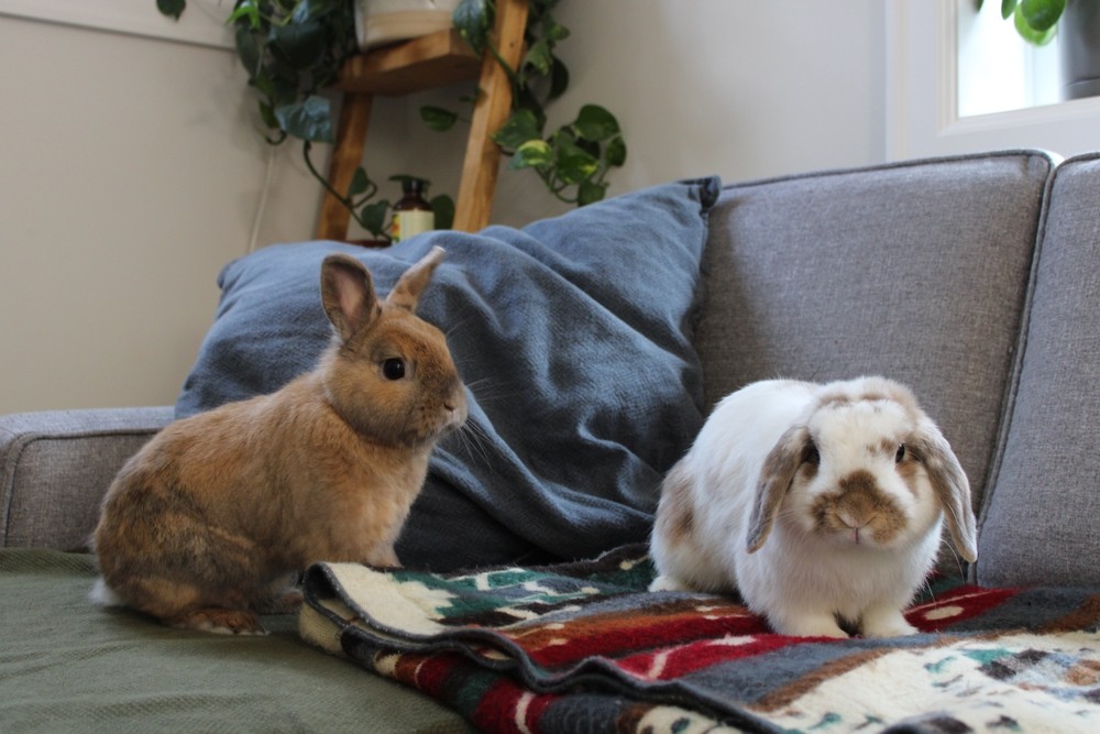 two rabbits on a couch with a blanket