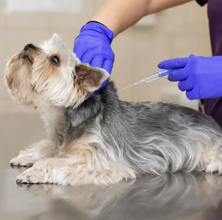 vaccine for lyme disease in dogs