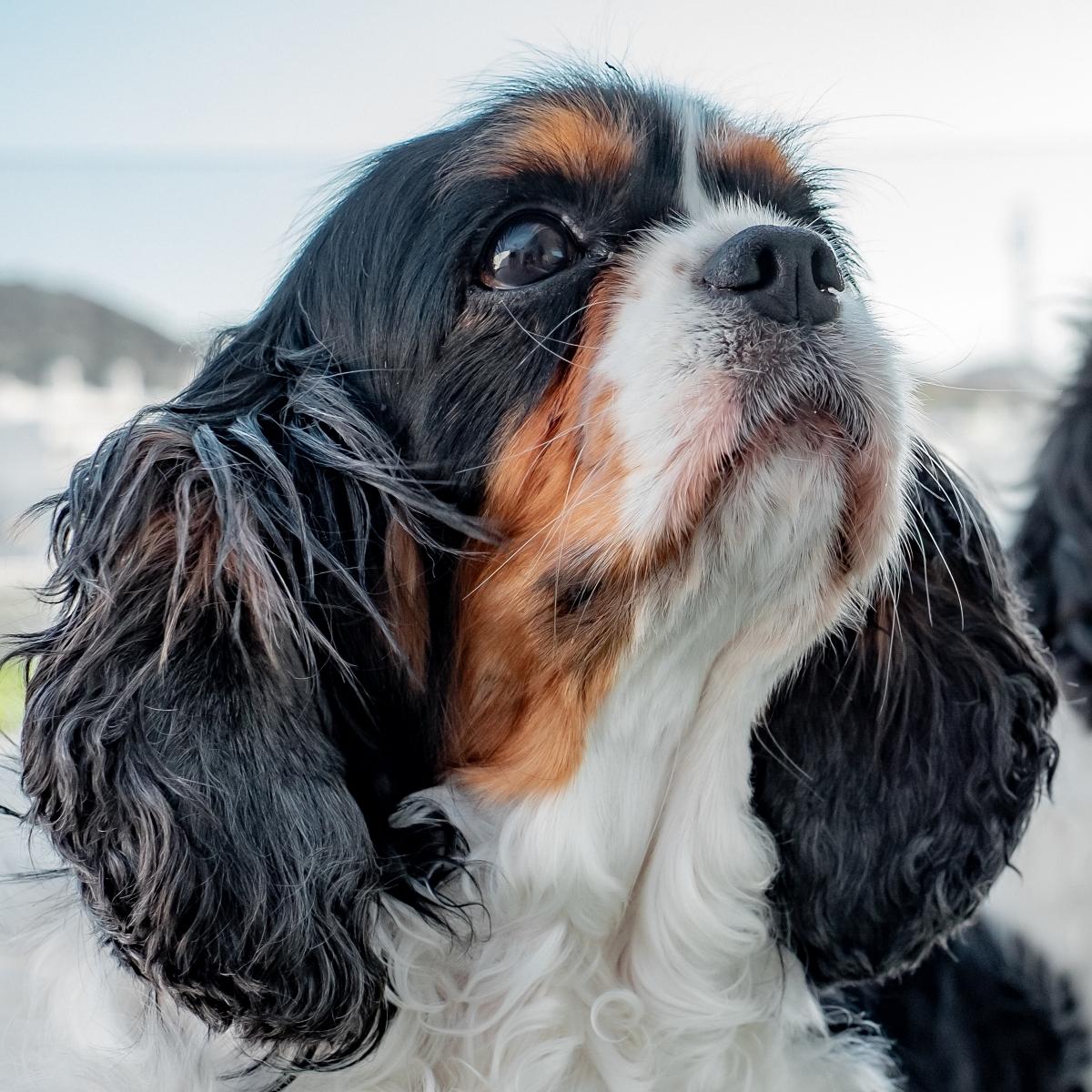 Purebred Cavalier King Charles dog sitting outdoors looking up
