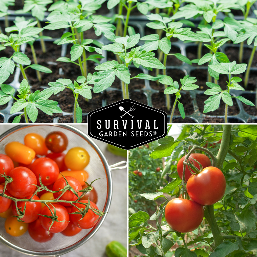 Plant 10 varieties of heirloom tomatoes