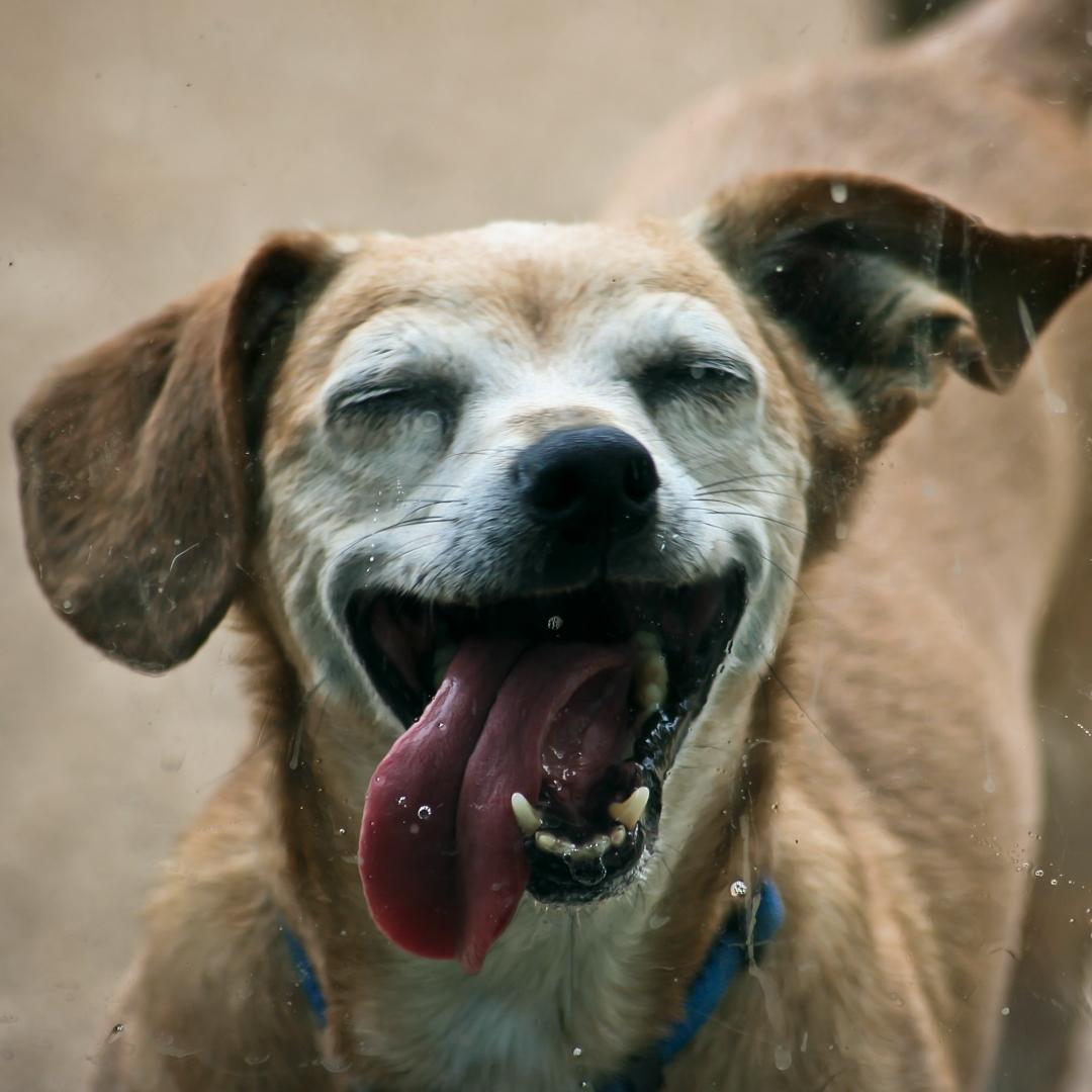 The laughing Chiweenie