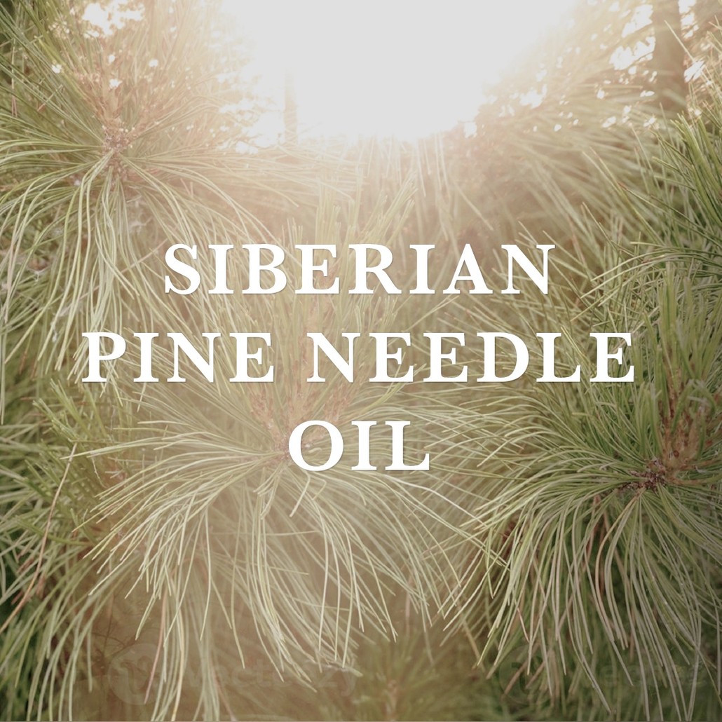 Siberian Pine Needle Oil
