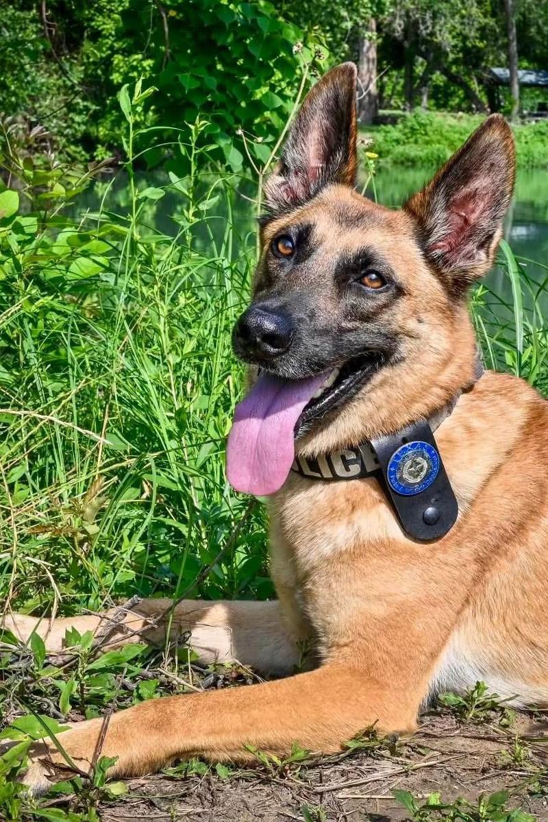 k9 dexter 283 eow