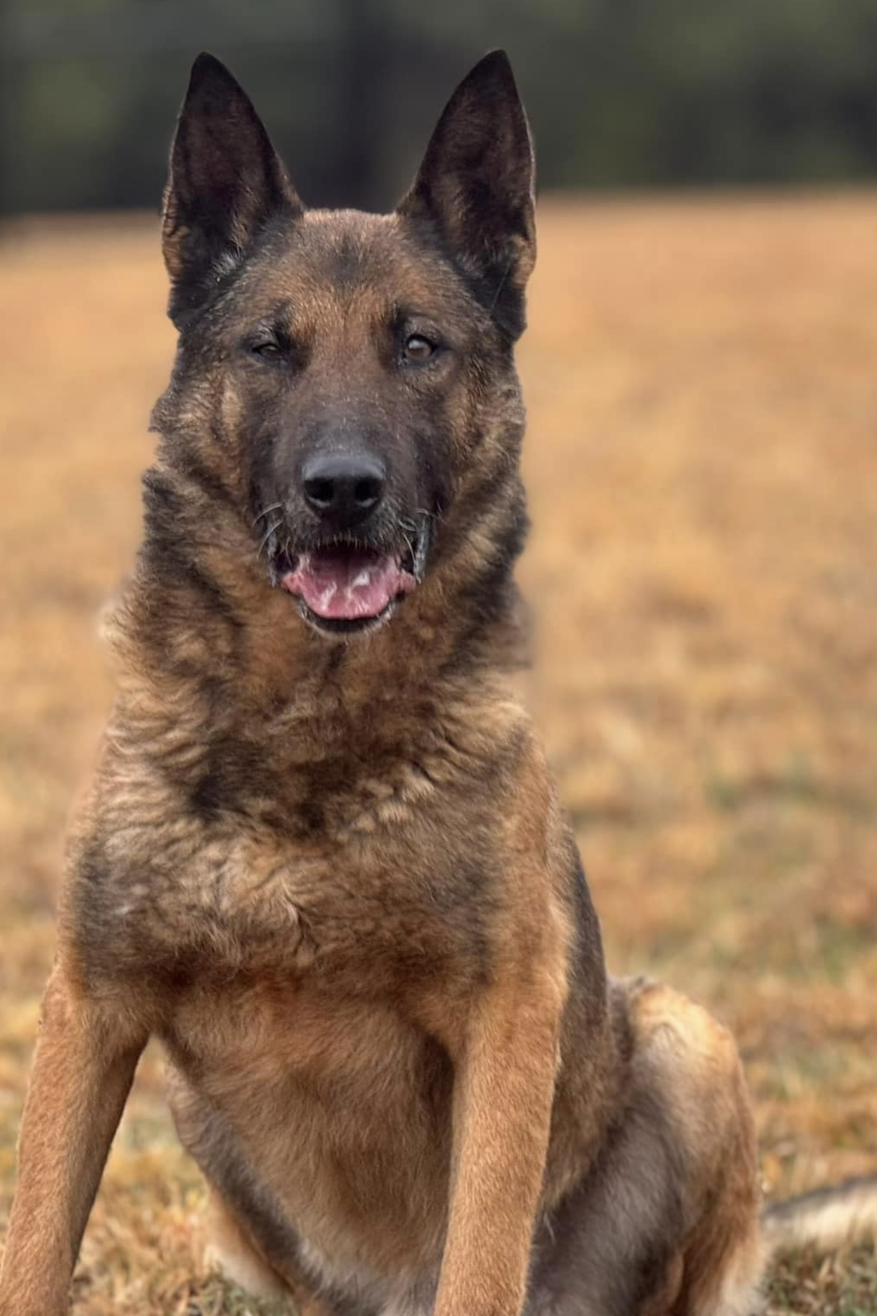 k9 kees