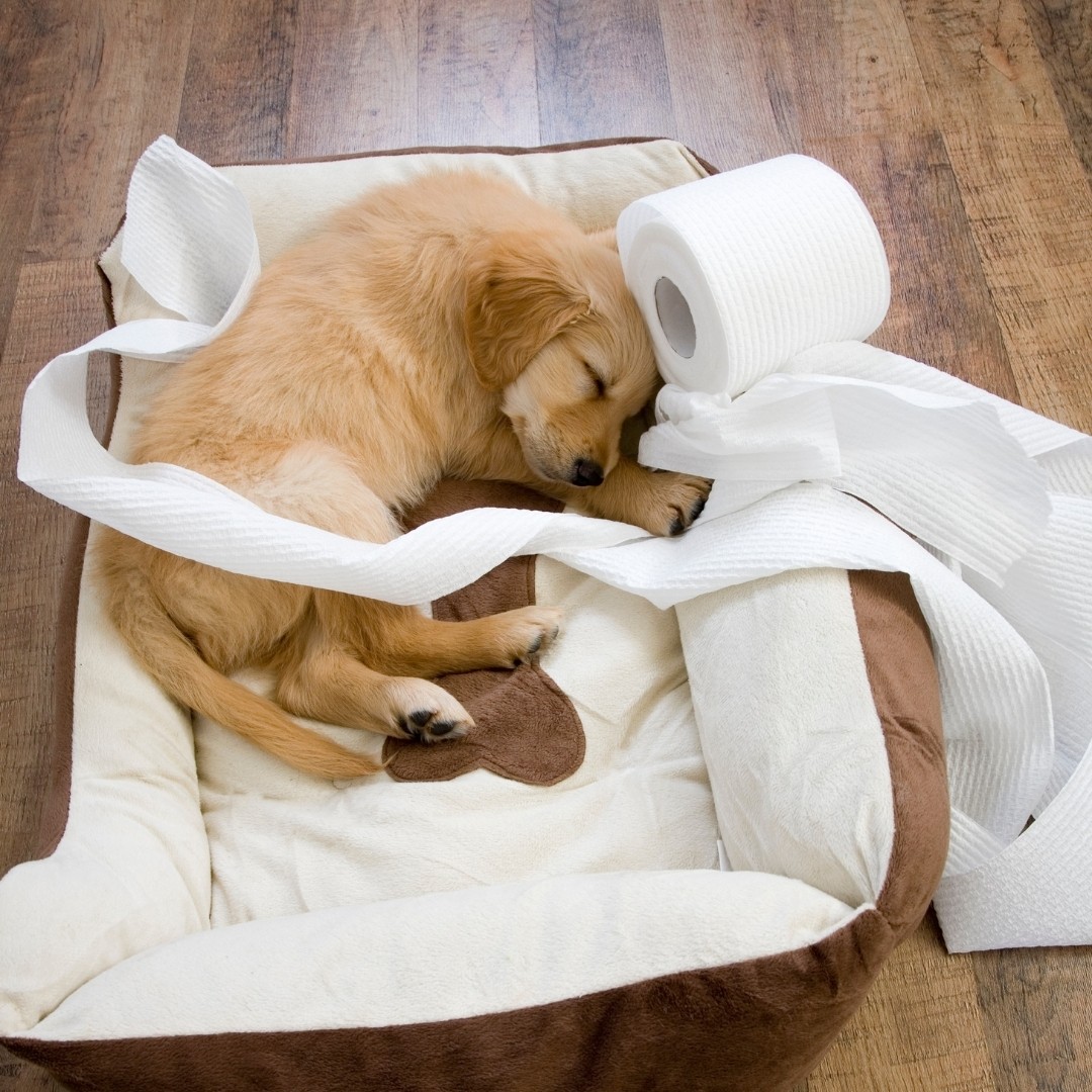 Puppy resting on a small bed with toilet paper